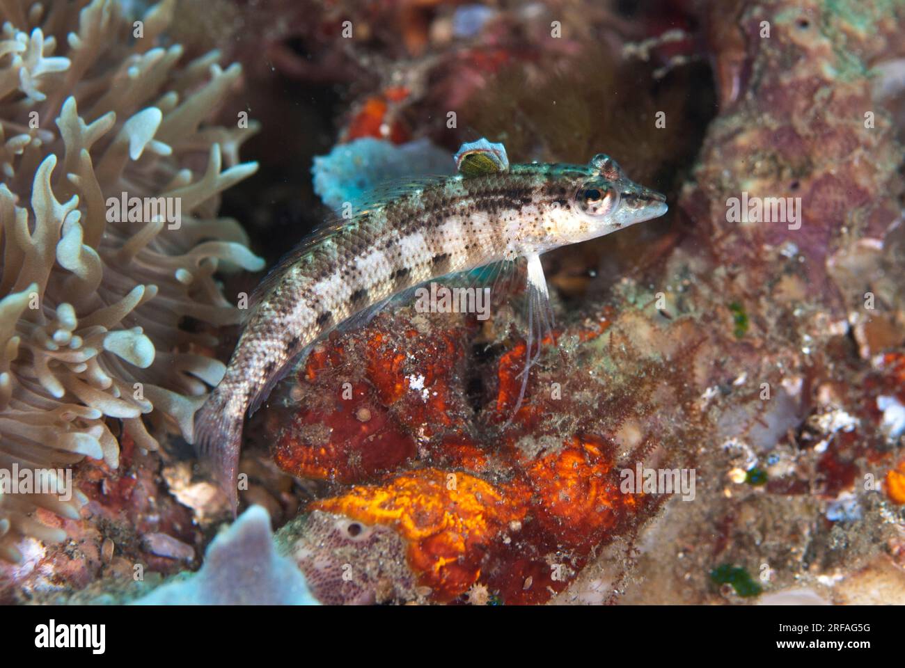Nosestripe Sandperch, Parapercis lineopunctata, Aw Shucks dive site, Lembeh Straits, Sulawesi Indonesia Stock Photo