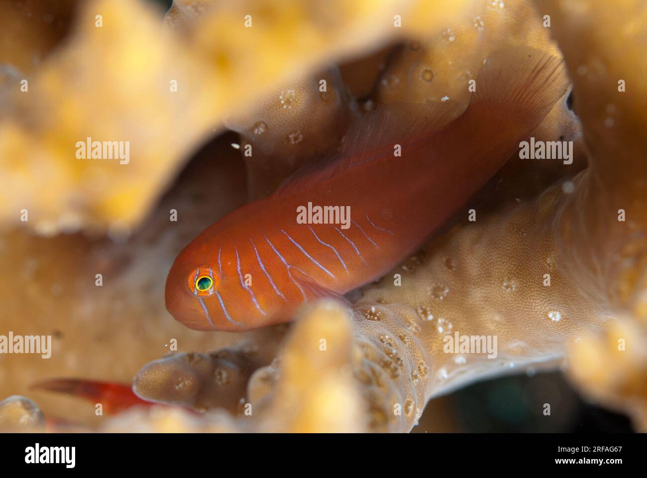 Juvenile  Goby, Gobiodon sp, Aw Shucks dive site, Lembeh Straits, Sulawesi Indonesia Stock Photo
