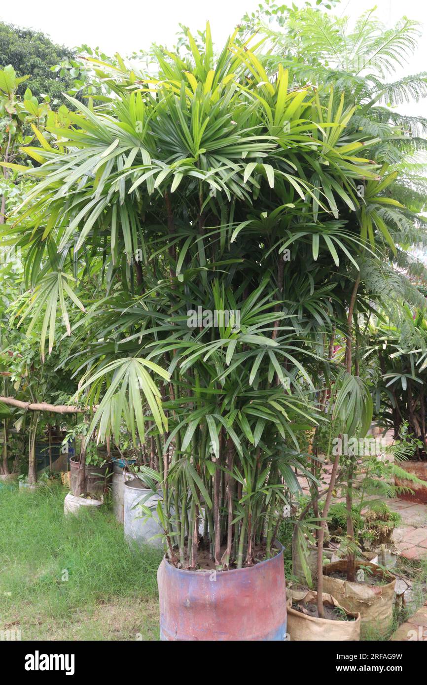 Guangxi Lady Palm on farm for harvest are cash crops Stock Photo