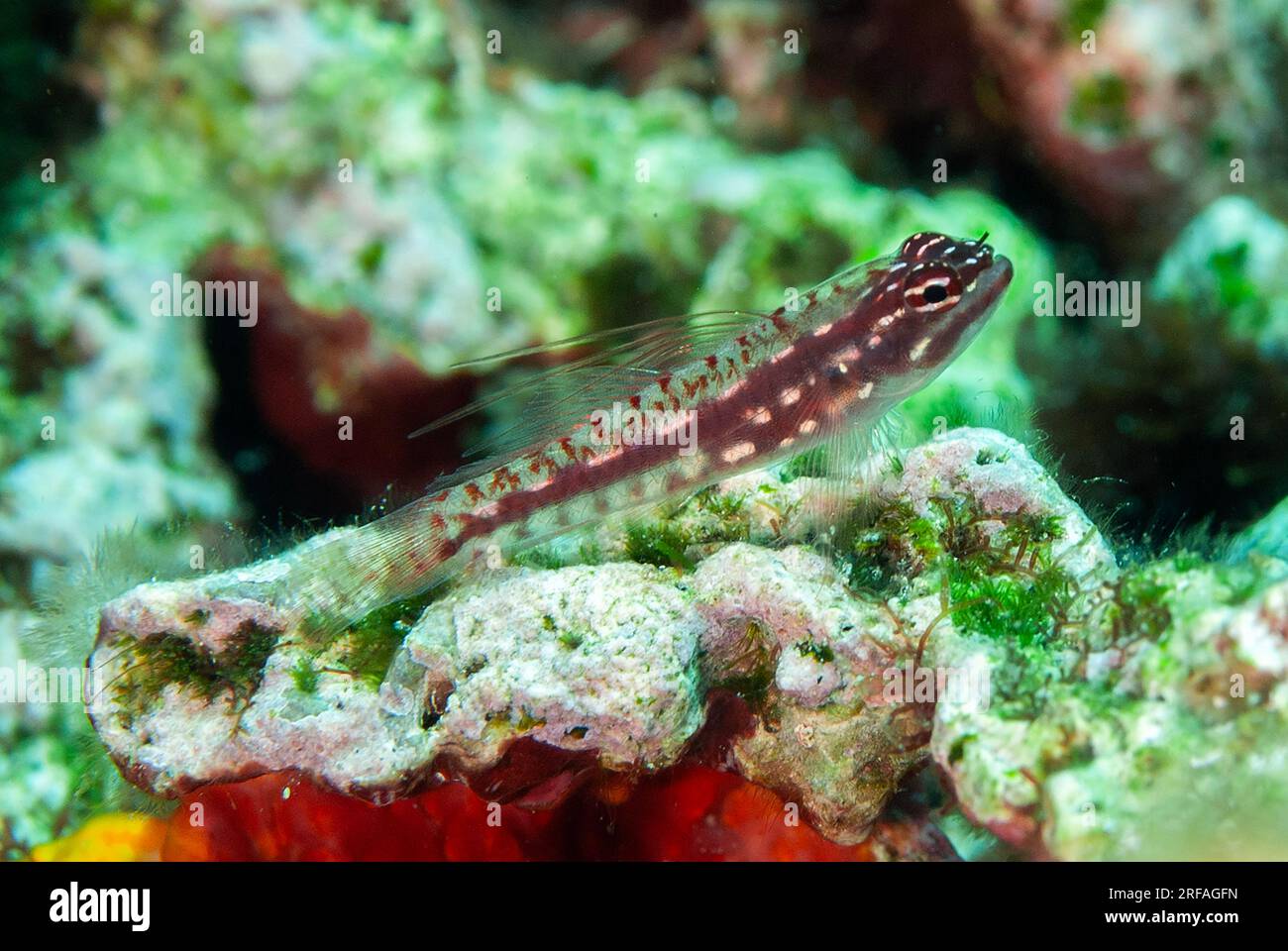 Hairfin Pygmygoby, Eviota prasites, with long fin spines, Batu Angus dive site, Lembeh Straits, Sulawesi, Indonesia Stock Photo