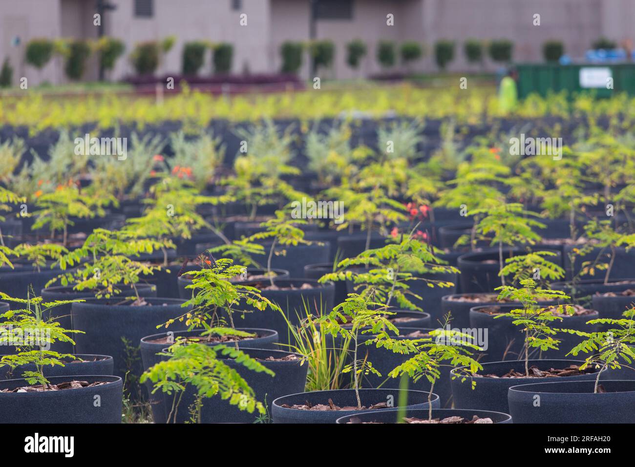 Plating in process in an outdoors environment. Singapore. Stock Photo