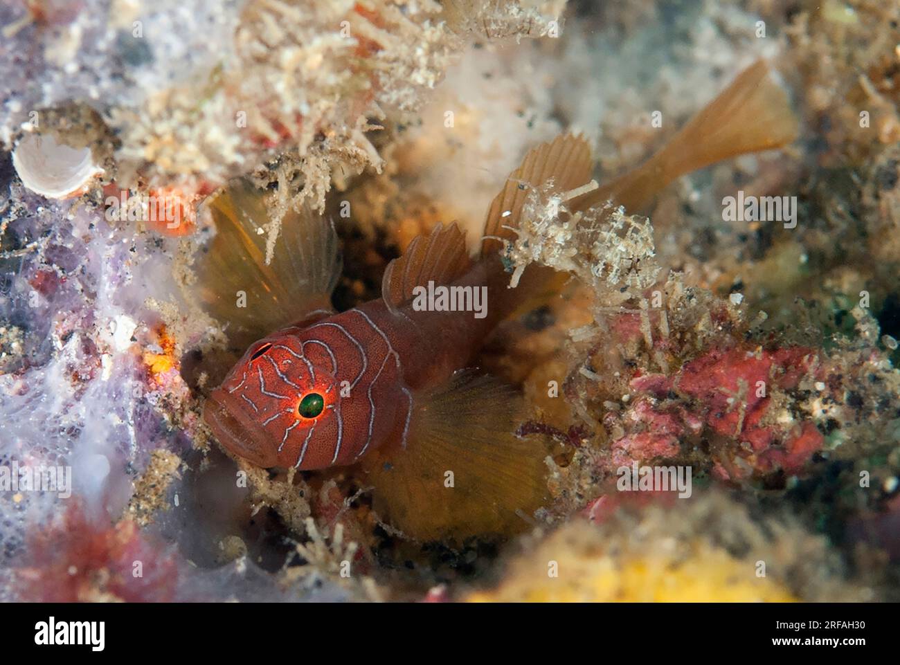 Threadfin Reefgoby, Priolepis nuchifasciata, Magic Rock dive site, Lembeh Straits,  Sulawesi, Indonesia Stock Photo