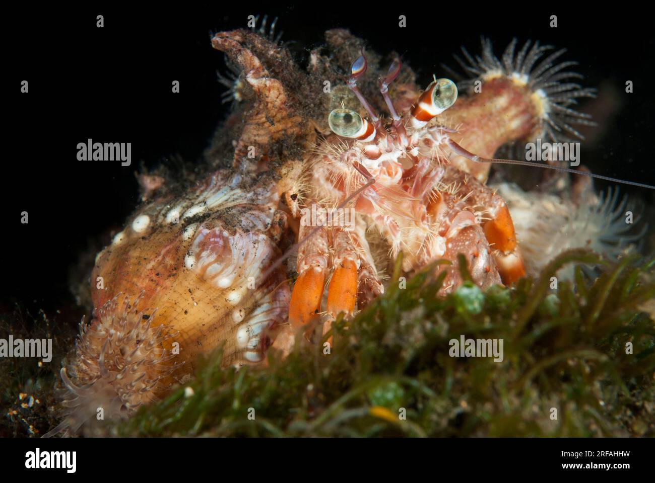 Anemone Hermit Crab, Dardanus pedunculatus, with Sea Anemones, Calliactis polypus, on shell for camouflage and protection, night dive, TK1 dive site, Stock Photo