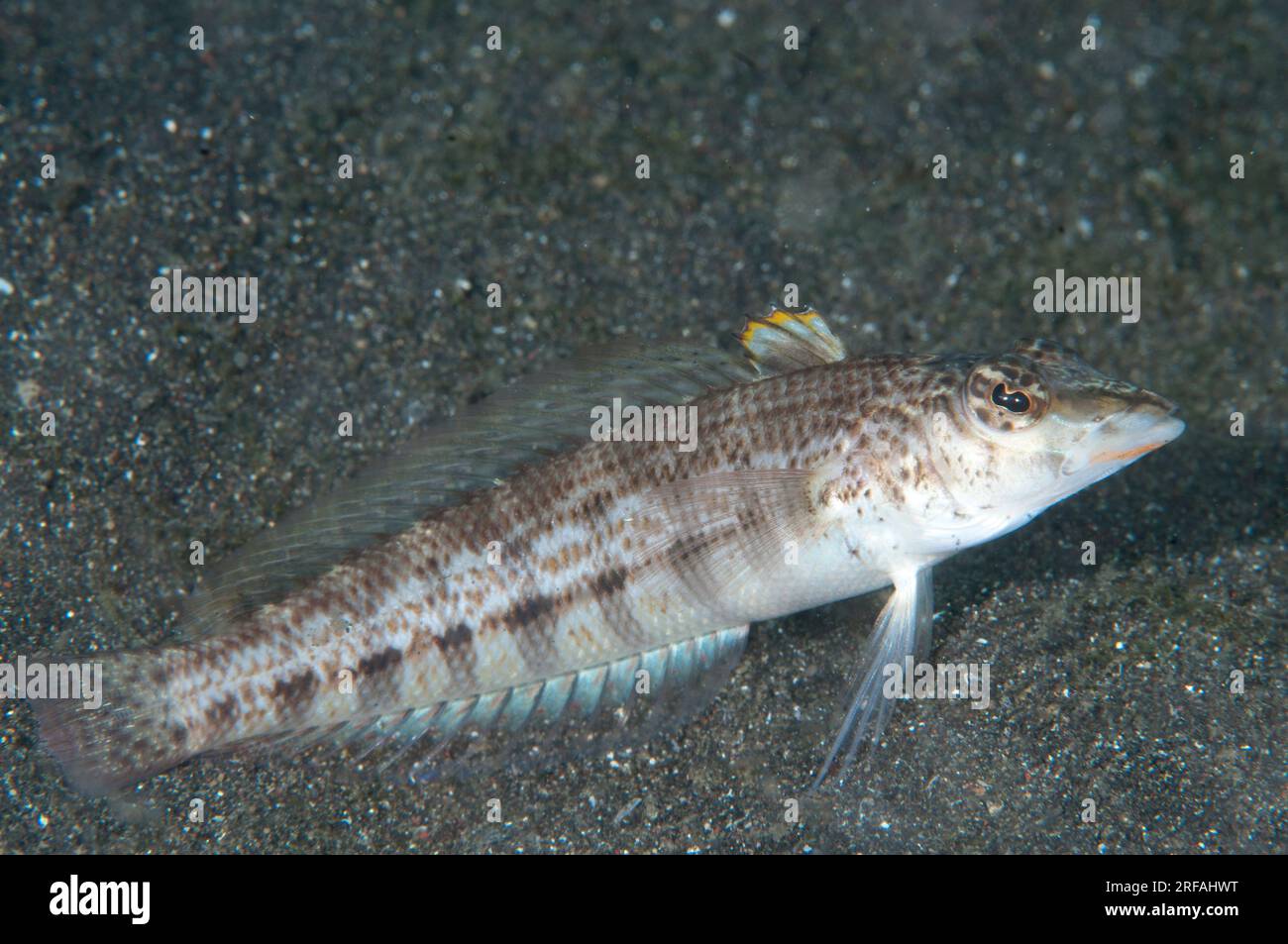 Nosestripe Sandperch, Parapercis lineopunctata, Aer Prang dive site, Lembeh Straits, Sulawesi, Indonesia Stock Photo