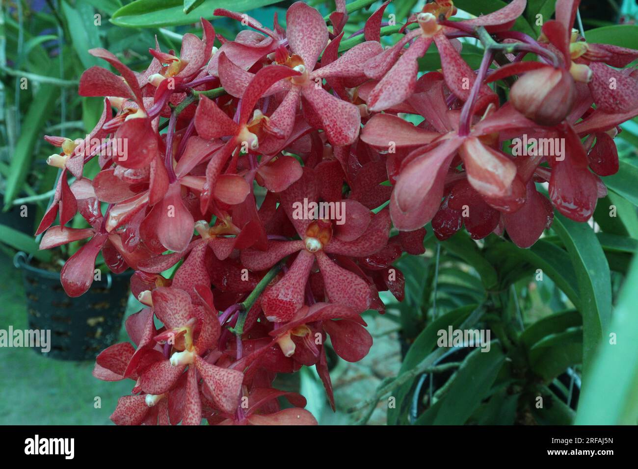 Vanda flower plant on farm for harvest are cash crops Stock Photo