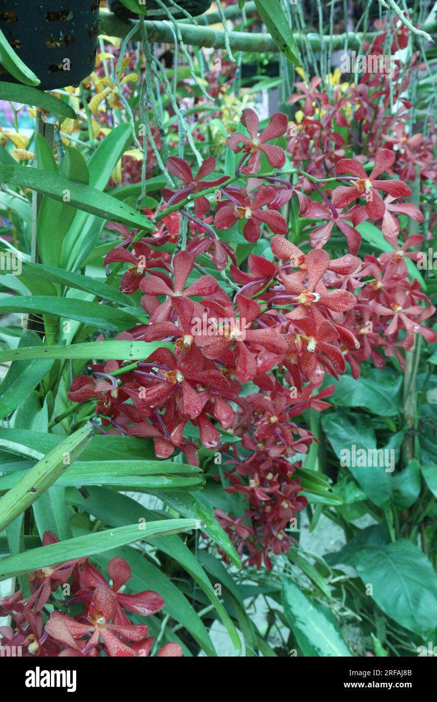 Vanda flower plant on farm for harvest are cash crops Stock Photo