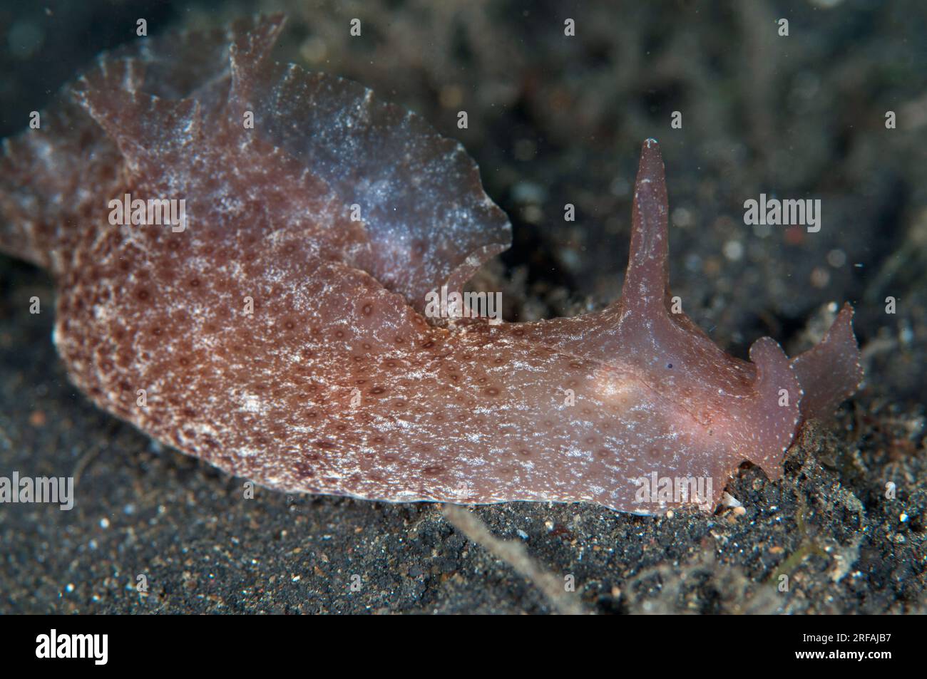 Spotted Sea Hare, Aplysia argus, TK3 dive site, Lembeh Straits, Sulawesi, Indonesia Stock Photo