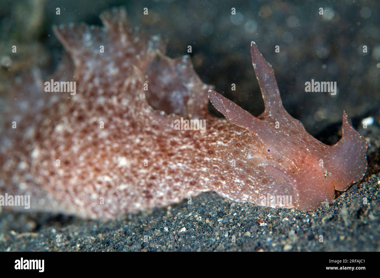 Spotted Sea Hare, Aplysia argus, TK3 dive site, Lembeh Straits, Sulawesi, Indonesia Stock Photo