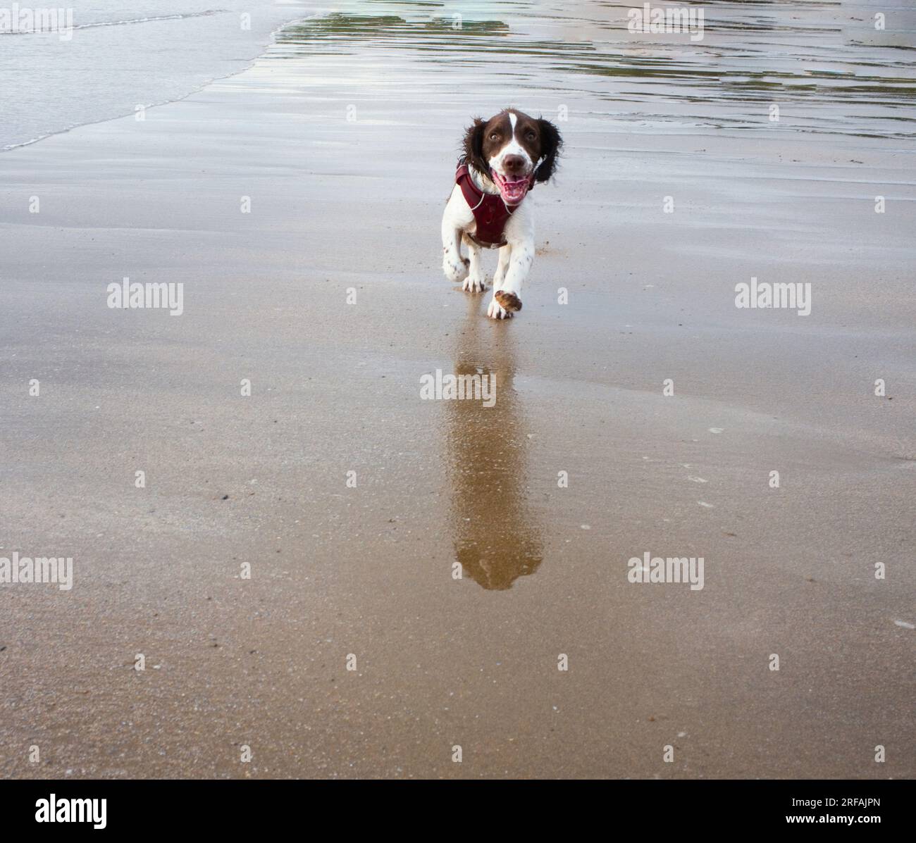 Happy springer spaniel puppy running towards camera Stock Photo