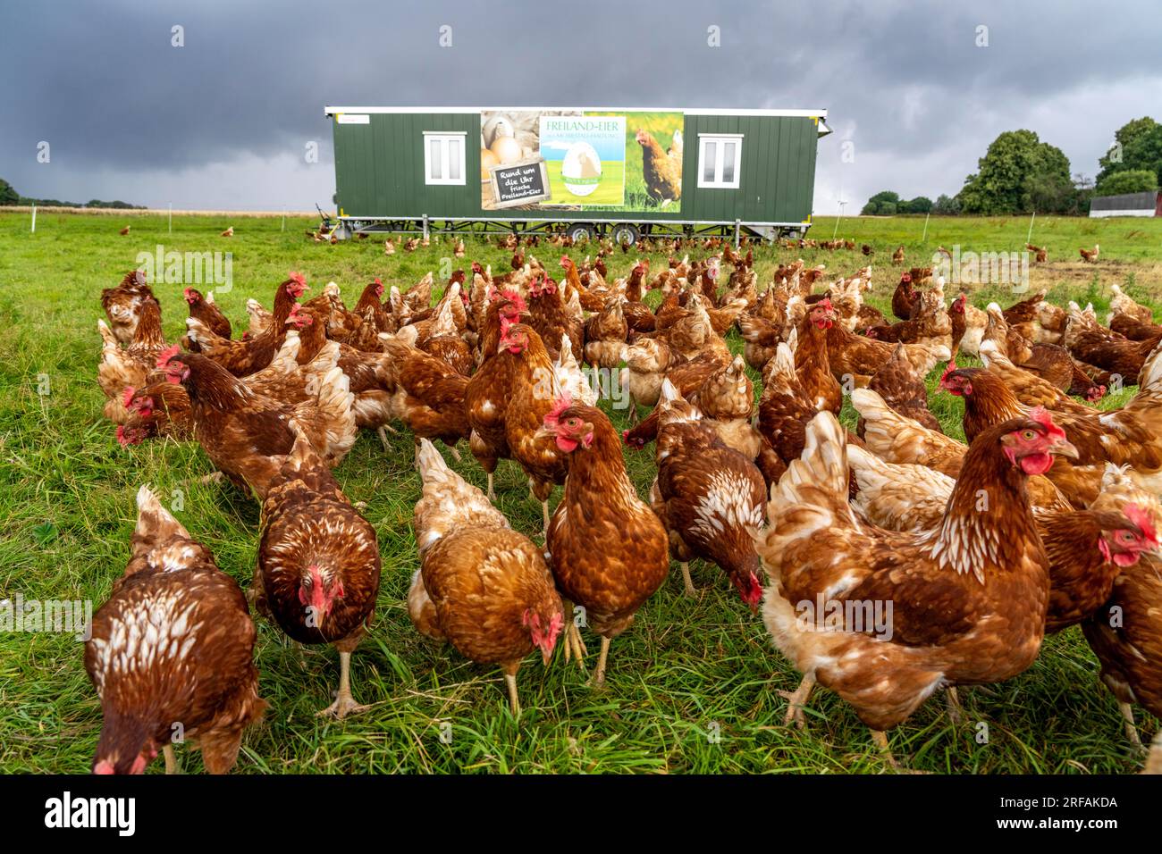 Free range chicken meadow hi-res stock photography and images - Page 3 -  Alamy