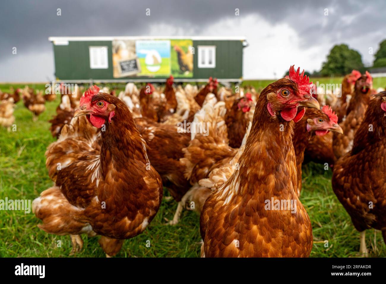 Chickens in a meadow, mobile housing, free-range chickens, free-range eggs, north of Warstein-Allagen, NRW, Germany, Stock Photo