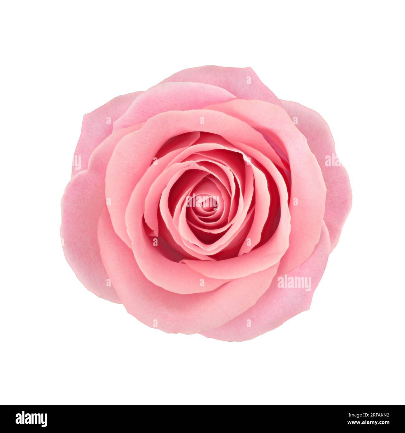 Pink Rose Flower Top Studio Shot. Rosa Damascena. #rose #pinkrose #damascena Stock Photo