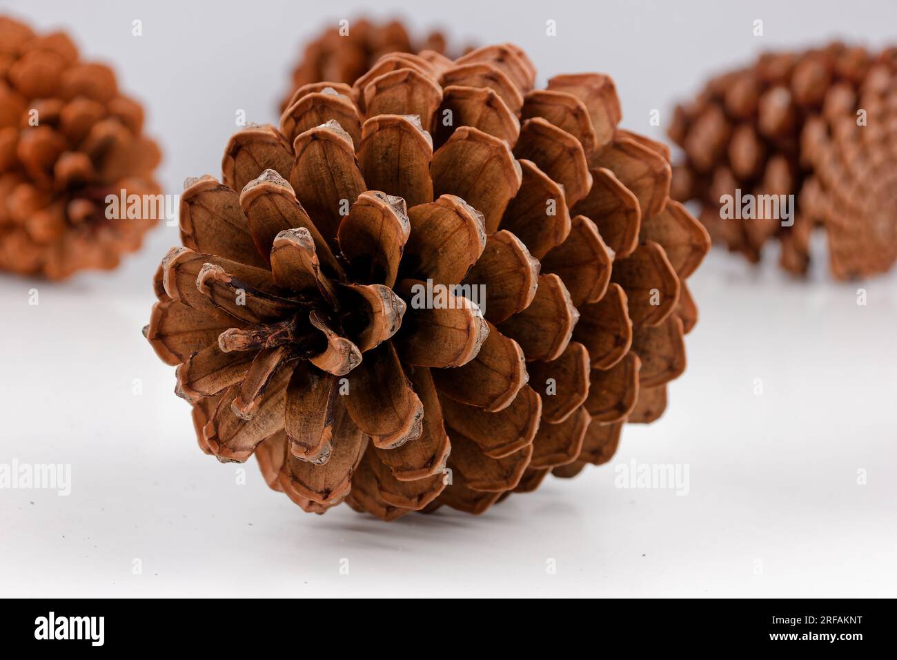 biological example of fibonacci spirals seen at a pine cone isolated on ...