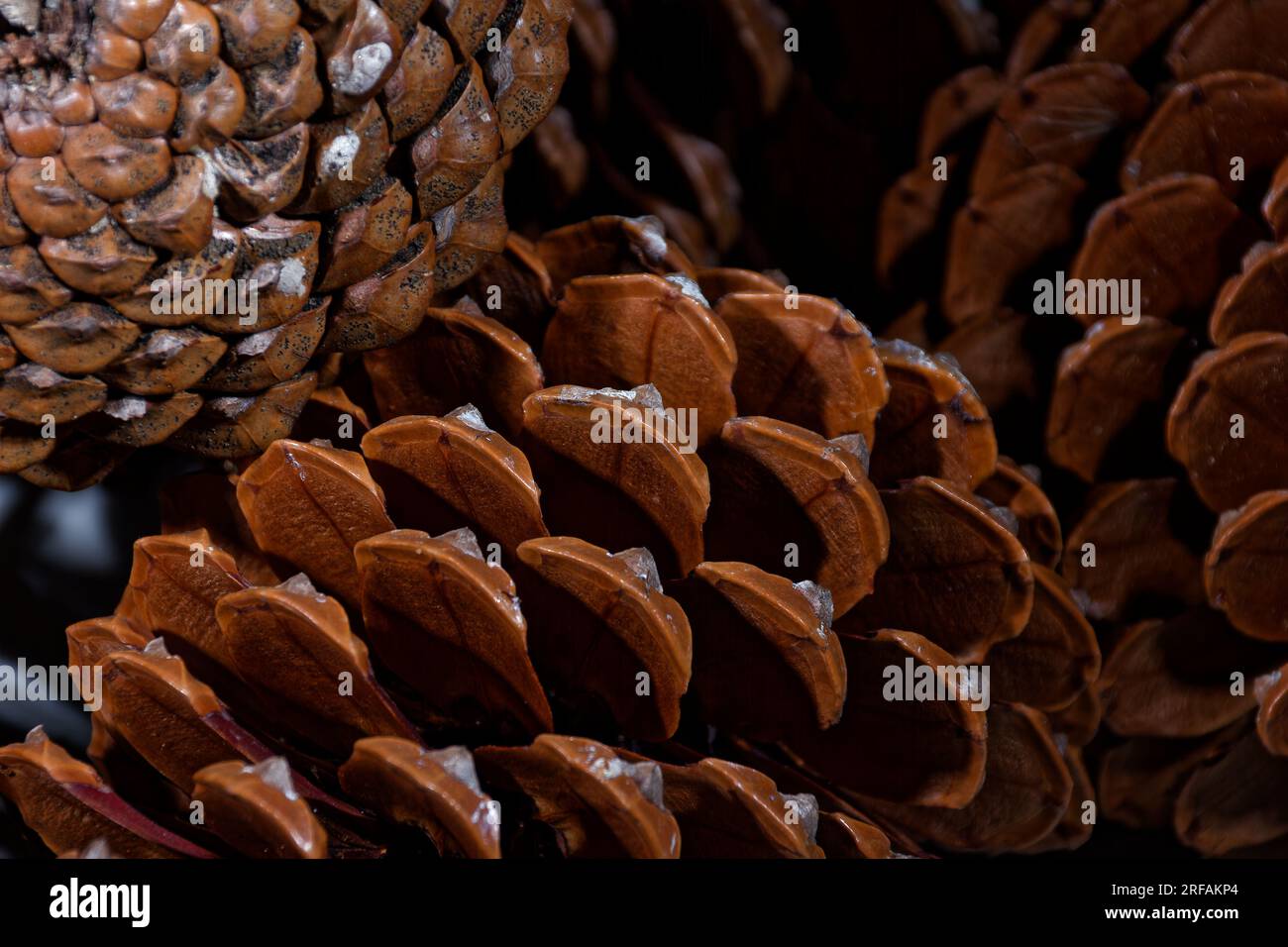 biological example of fibonacci spirals seen at a pine cone with opened leafs Stock Photo