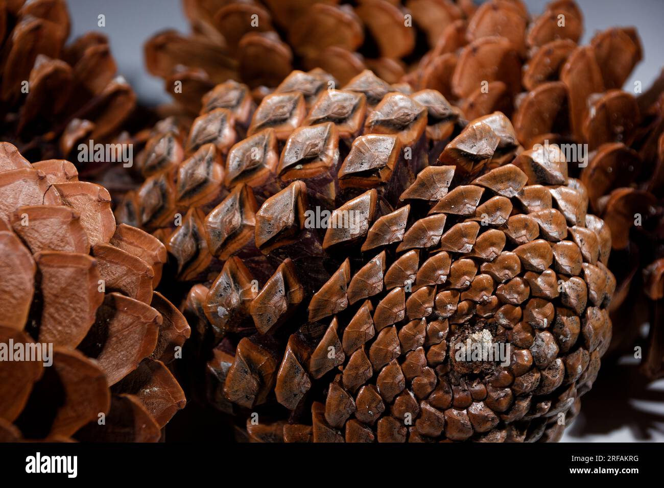 biological example of fibonacci spirals seen at a pine cone with opened leafs Stock Photo