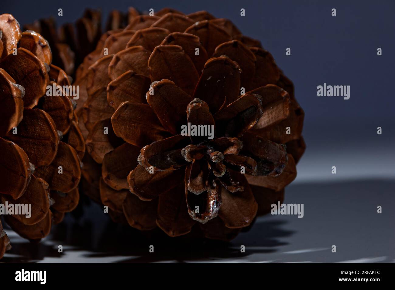 biological example of fibonacci spirals seen at a pine cone with opened ...