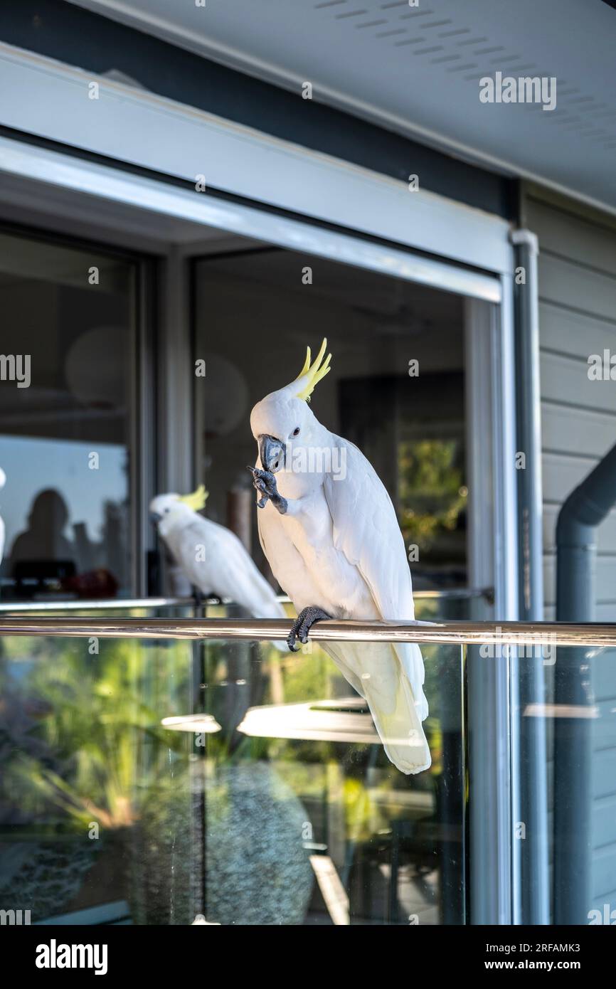 Sulphur Crested Cockatoo on balcony at Hamilton Island Stock Photo Alamy