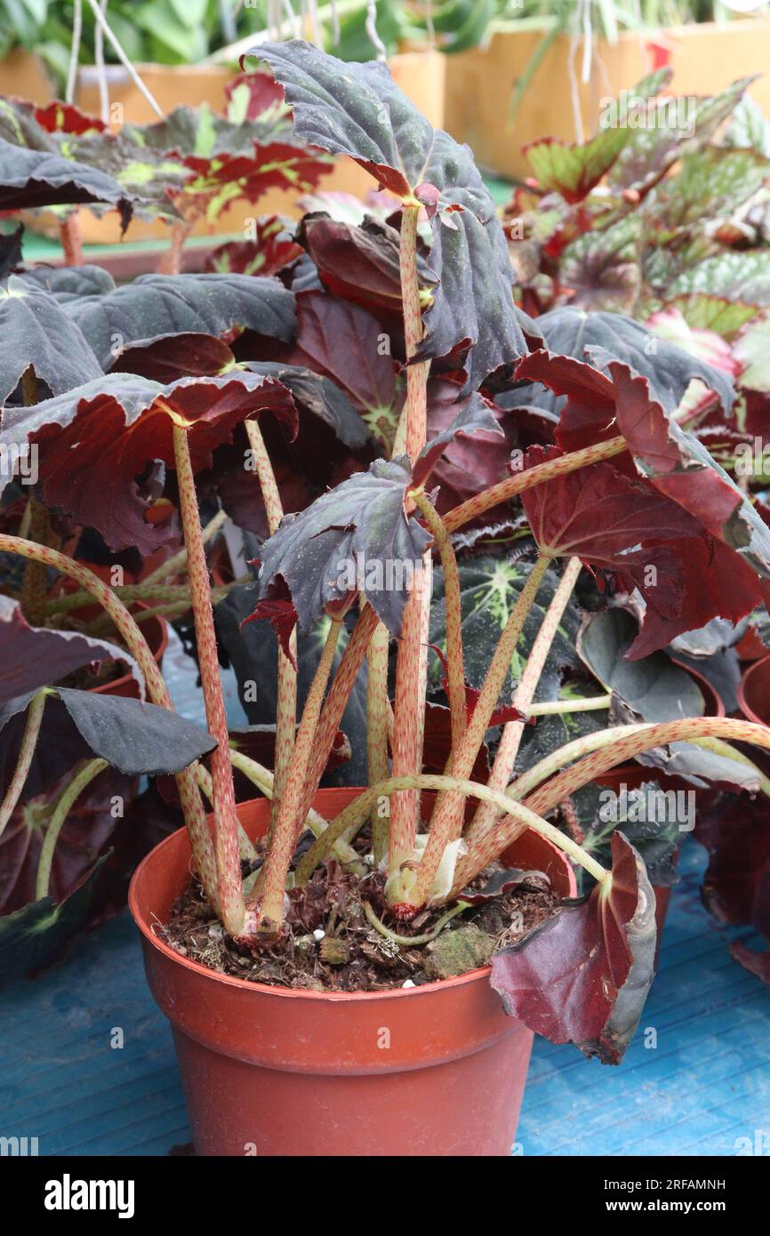 begonia house plants on pot in nursery for sell are cash crops Stock Photo