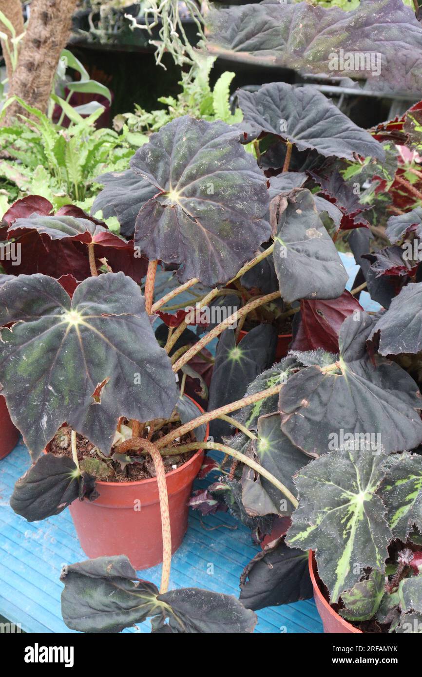 begonia house plants on pot in nursery for sell are cash crops Stock Photo