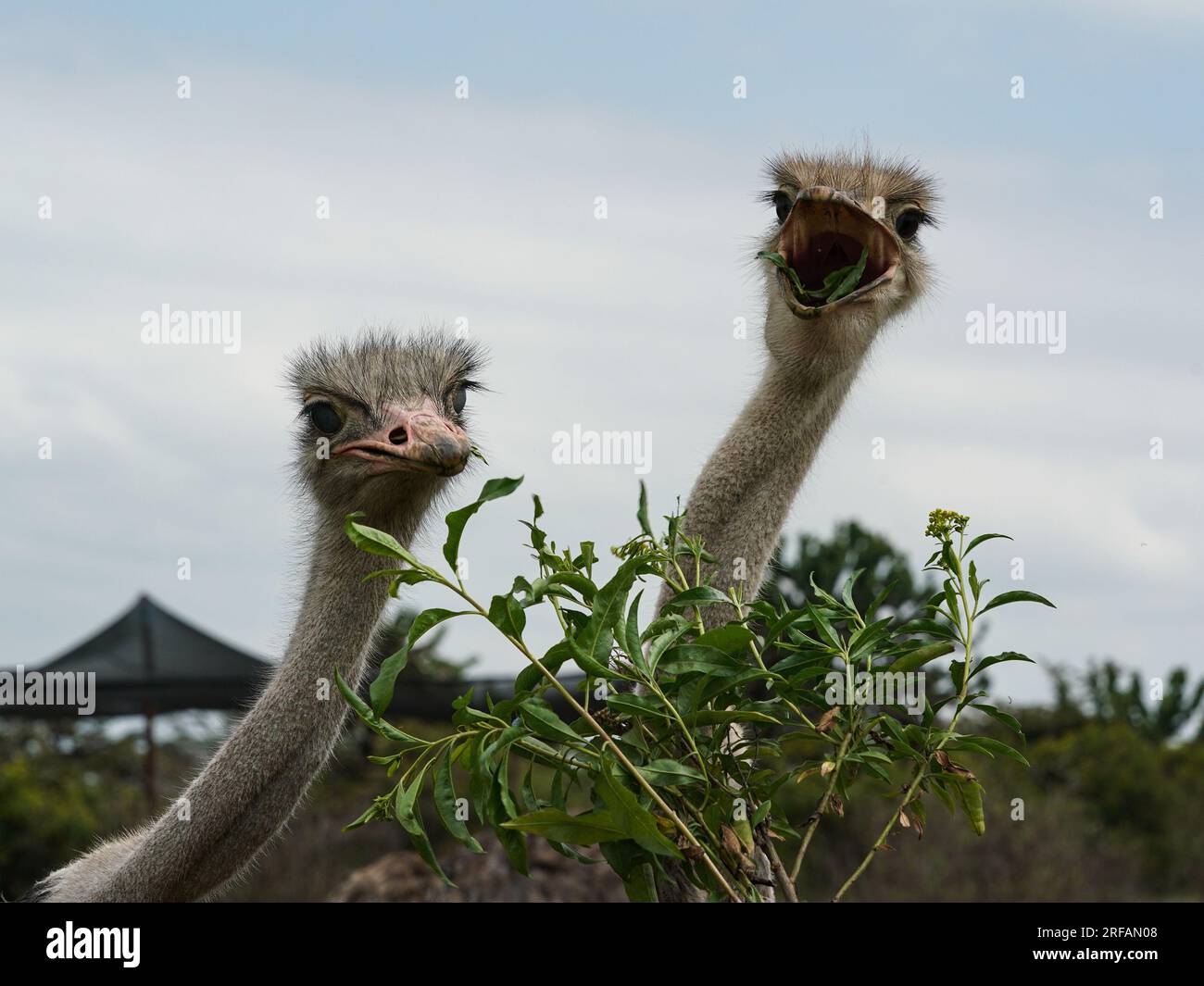 Nakuru County, Kenya. 8th July, 2023. Ostriches forage on Crescent Island at Lake Naivasha in Nakuru County, Kenya, July 8, 2023. Credit: Han Xu/Xinhua/Alamy Live News Stock Photo