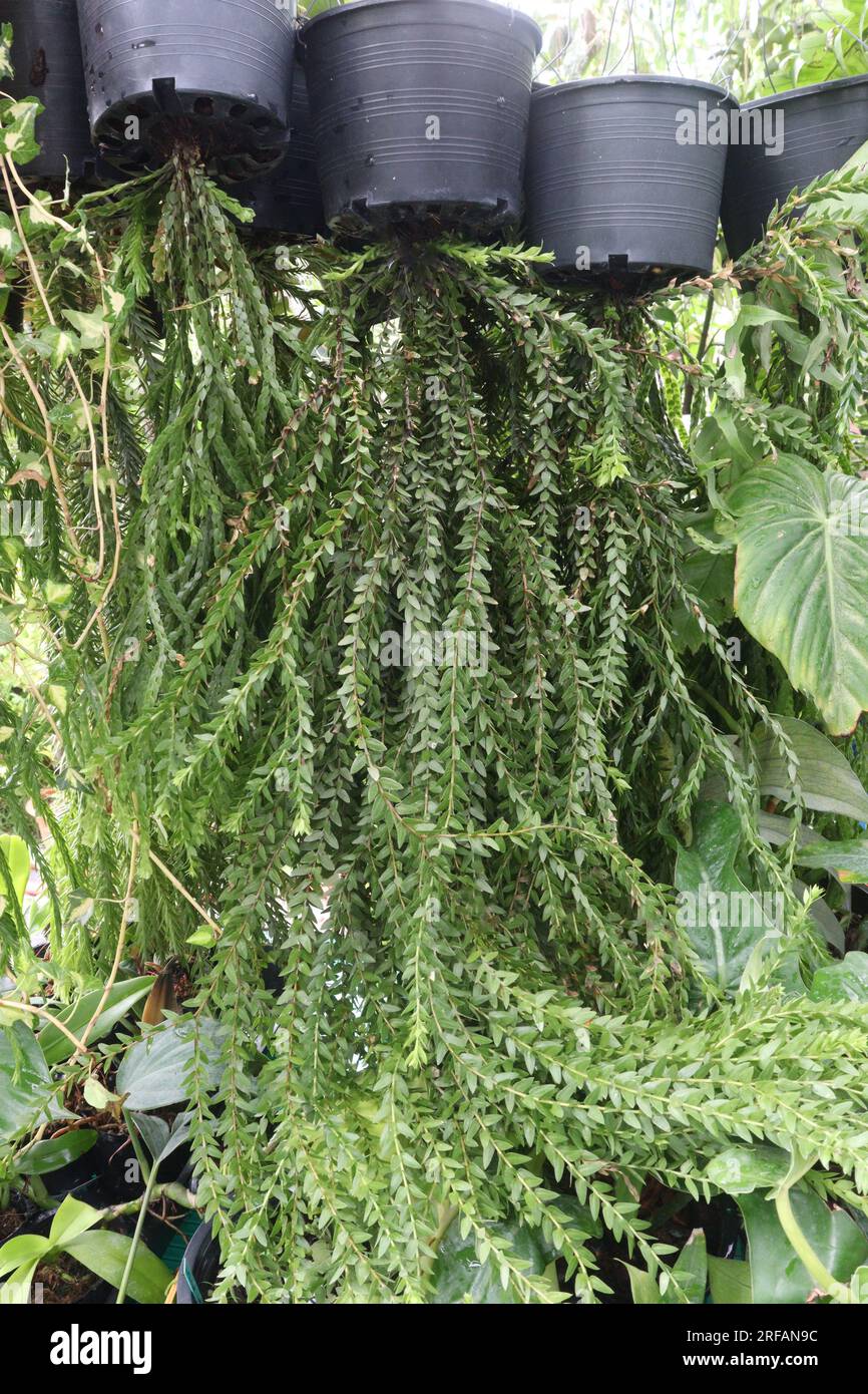 Huperzia Swan Tail leaf plant on hanging pot in farm for harvest are cash crops Stock Photo