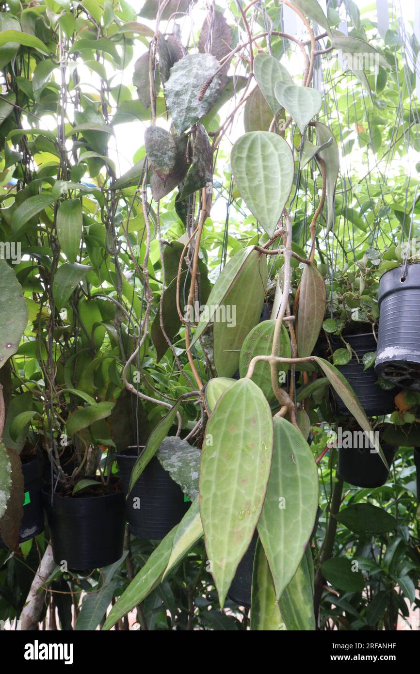 Hoya verticillata leaf tree plant on hanging pot in farm for harvest are cash crops Stock Photo