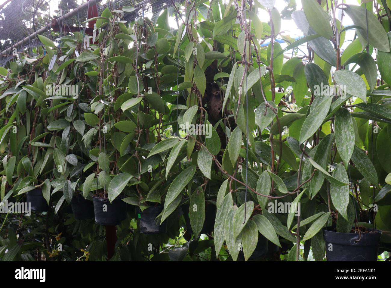 Hoya verticillata leaf tree plant on hanging pot in farm for harvest are cash crops Stock Photo
