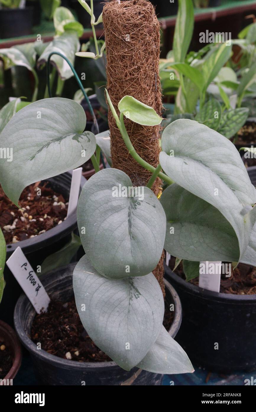 Scindapsus Silver Platinum leaf plant on pot in farm for harvest are cash crops Stock Photo