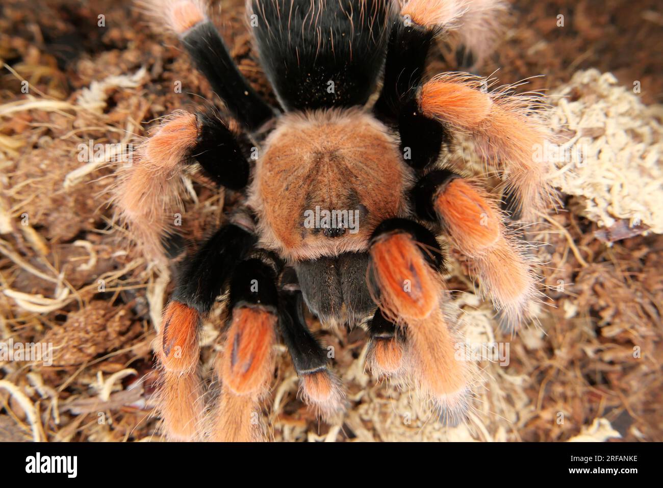 Derby Quad Insects Spiders Creepy Crawlies - Brachypelma Smithi, a species of spider in the family Theraphosidae which is native to Mexico. Stock Photo