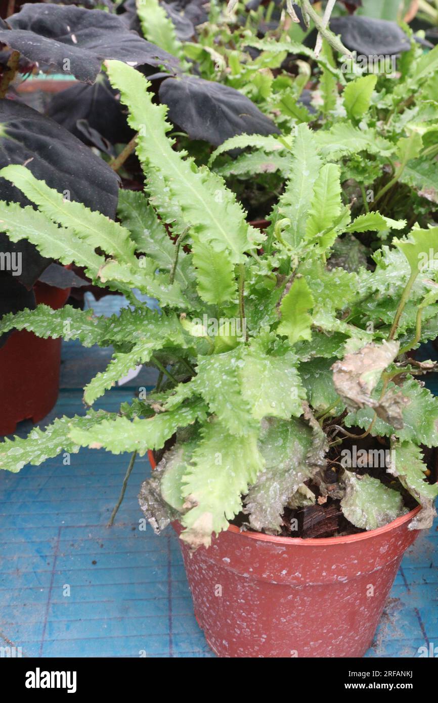Asplenium scolopendrium leaf plant on pot in nursery for harvest are cash crops Stock Photo