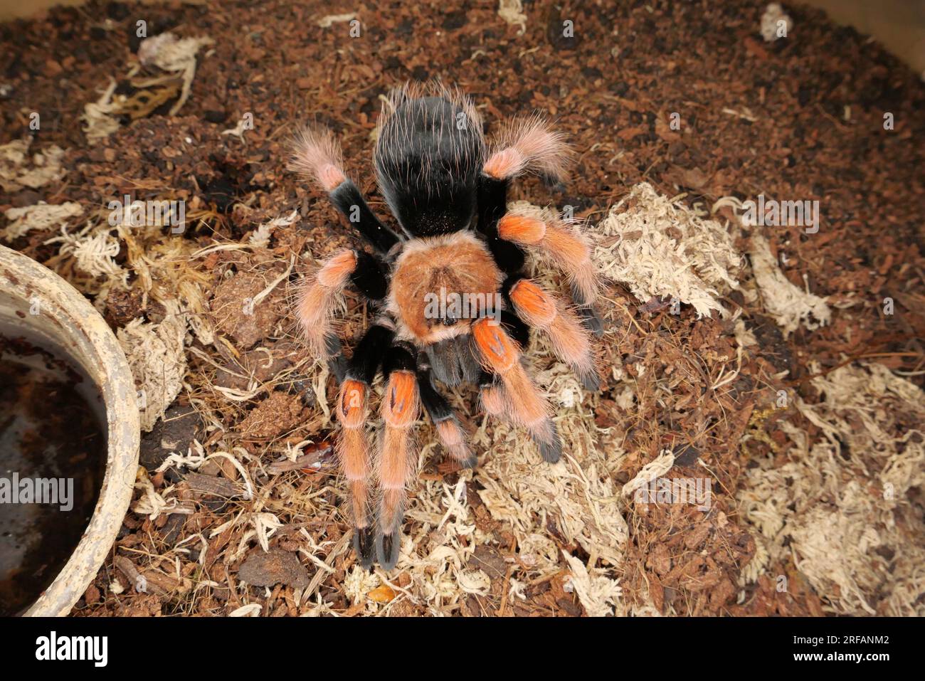 Derby Quad Insects Spiders Creepy Crawlies - Brachypelma Smithi, a species of spider in the family Theraphosidae which is native to Mexico. Stock Photo