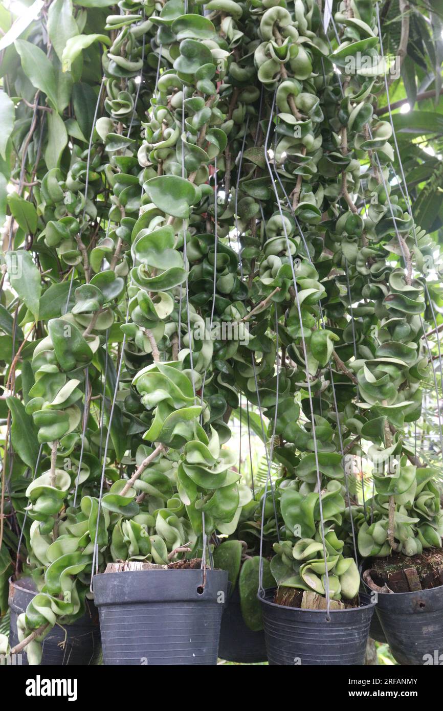Hoya carnosa compacta leaf and flower plant on hanging pot in farm for harvest are cash crops Stock Photo