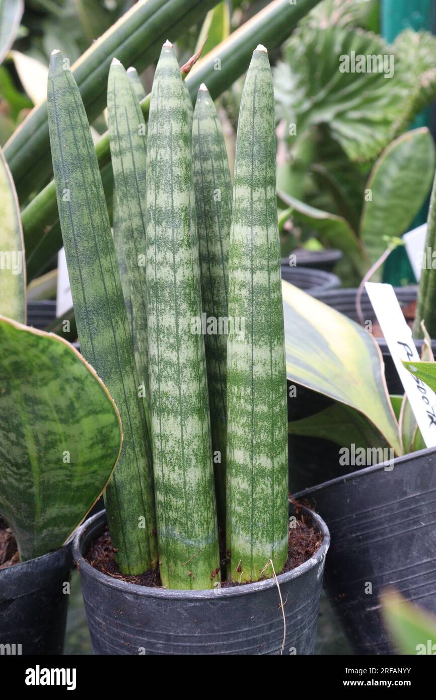 Dracaena angolensis leaf plant on pot in nursery for harvest are cash crops Stock Photo