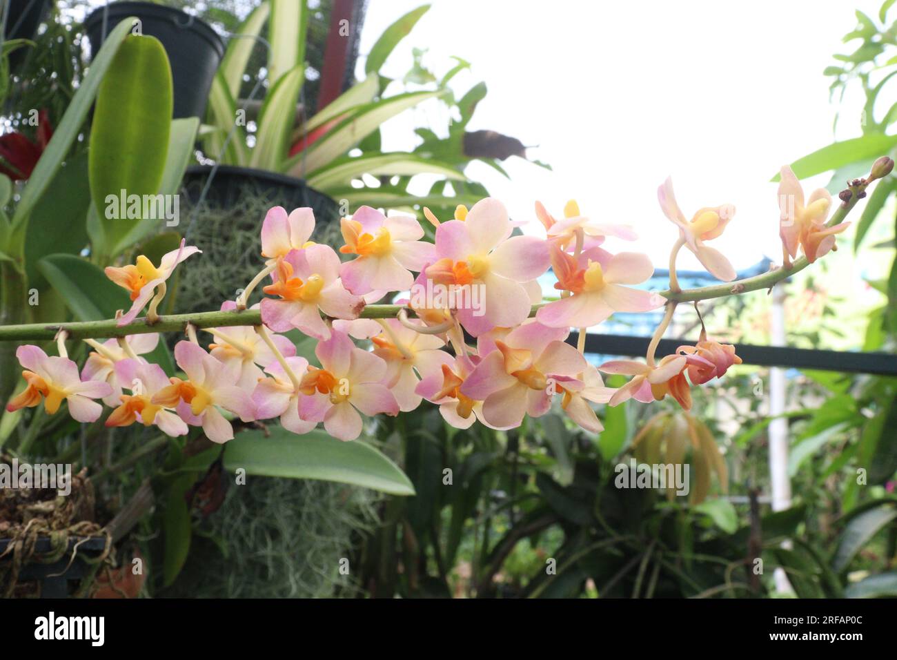 aerides orchid on nursery for harvest are cash crops Stock Photo