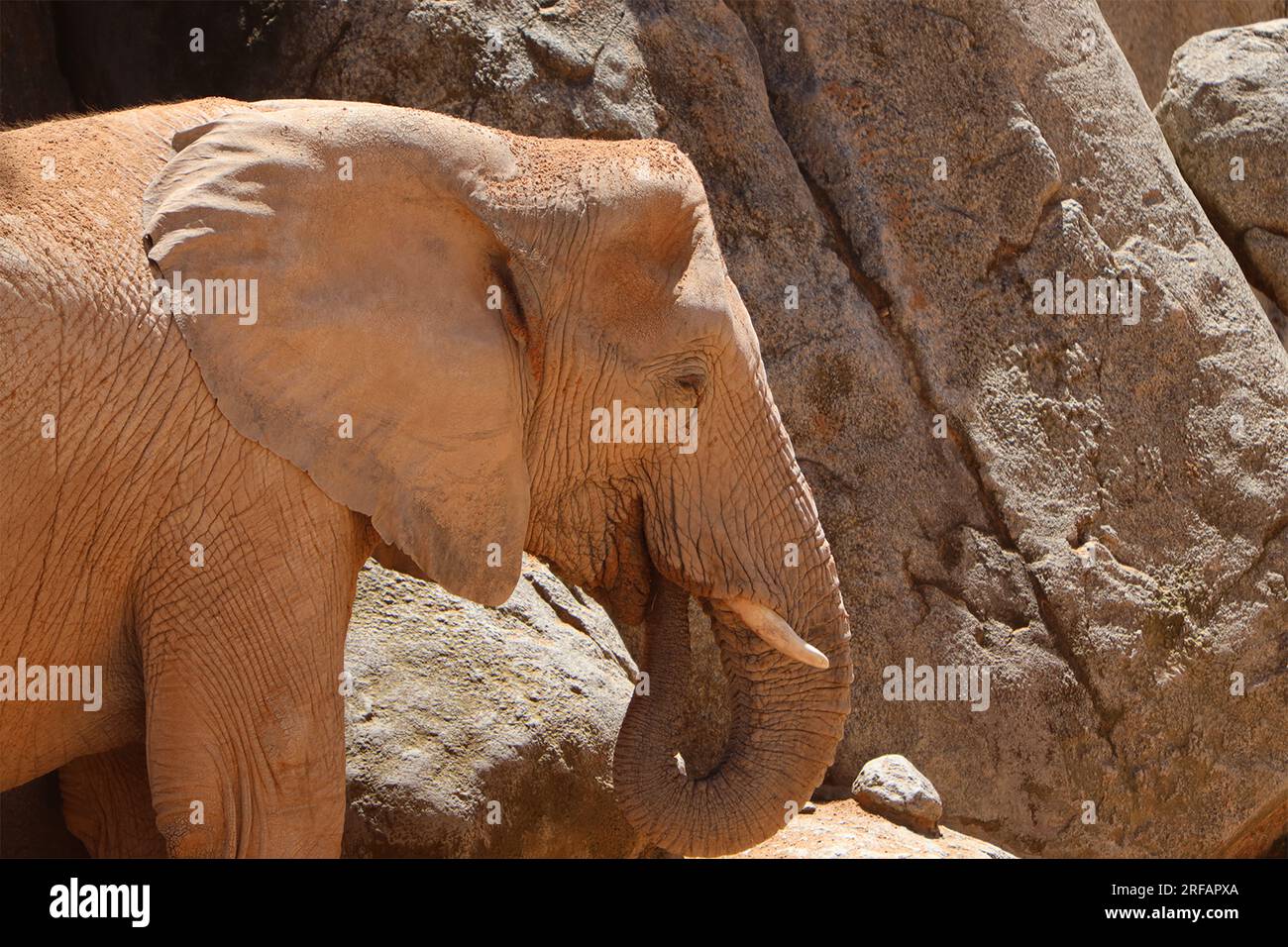 Animali Africani: Bufalo, Rinoceronte, Elefante, coccodrillo Stock Photo
