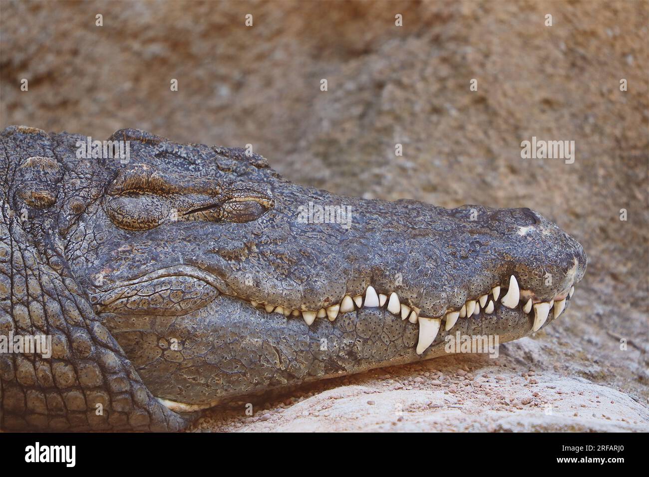 Animali Africani: Bufalo, Rinoceronte, Elefante, coccodrillo Stock Photo