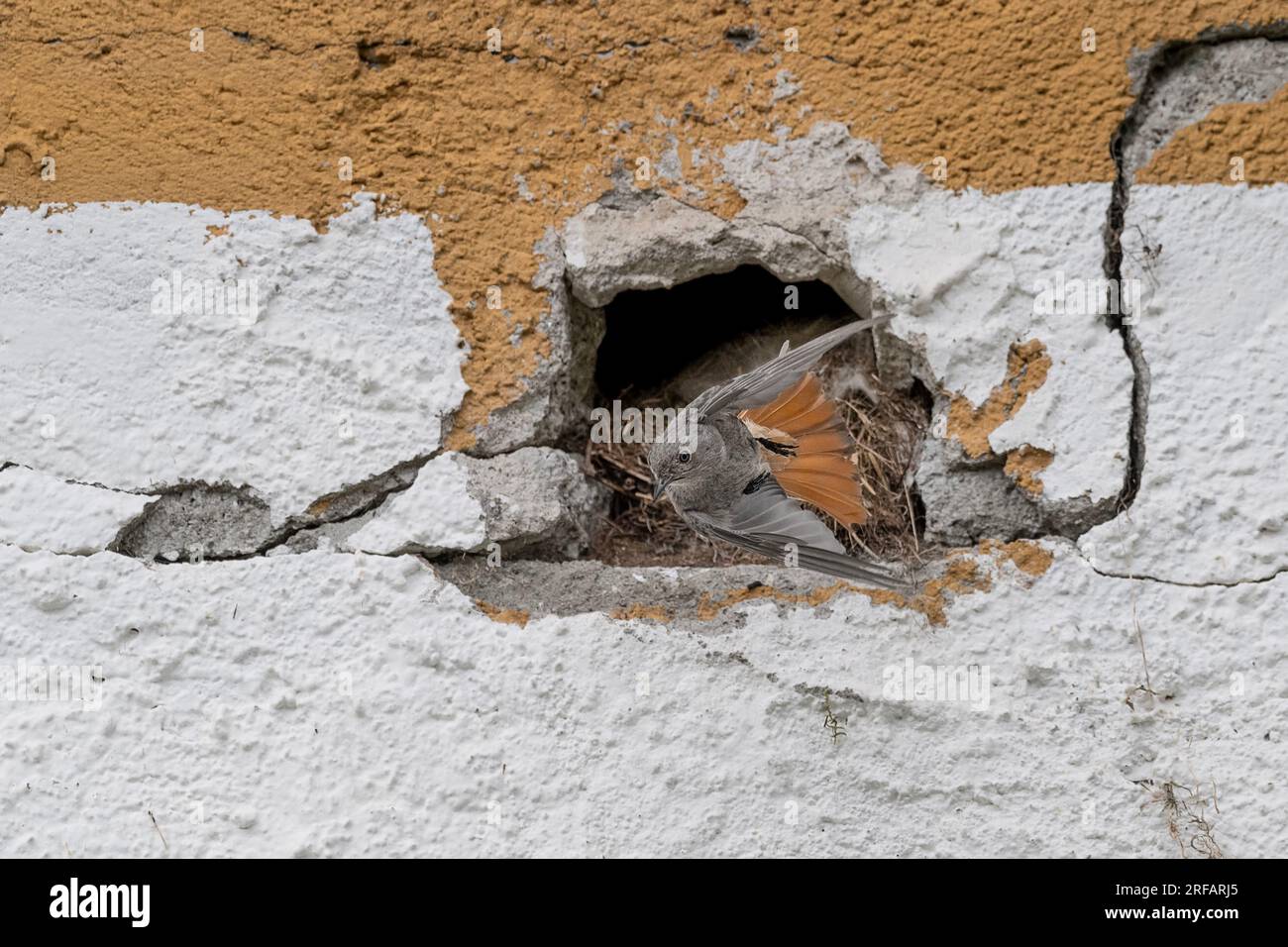 It's time to go hunting for chicks, the black redstart female (Phoenicurus ochruros) Stock Photo