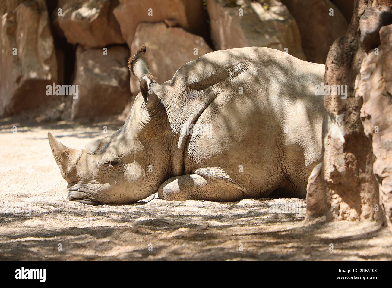 Animali Africani: Bufalo, Rinoceronte, Elefante, coccodrillo Stock Photo