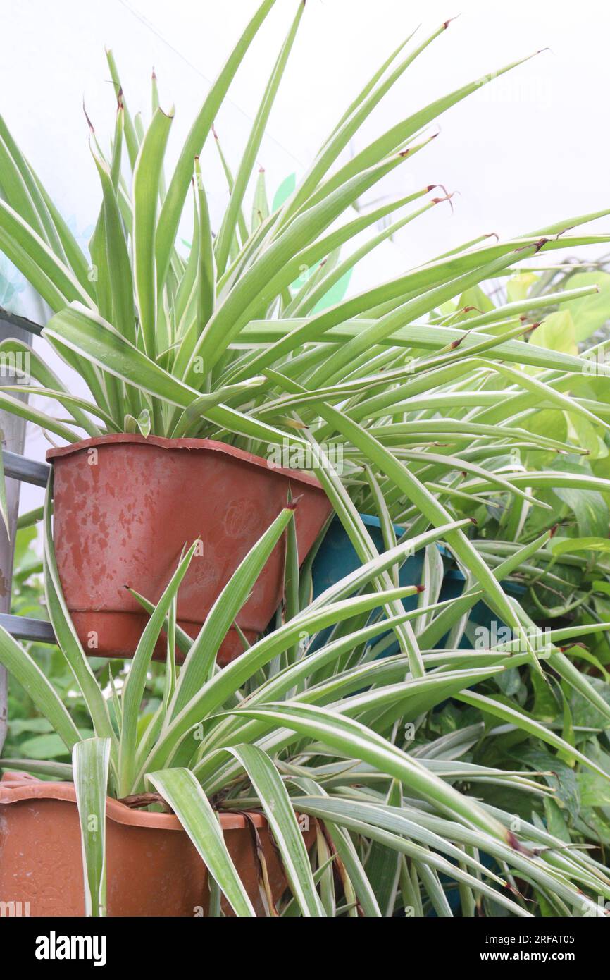 Chlorophytum comosum leaf plant on pot in farm for harvest Stock Photo