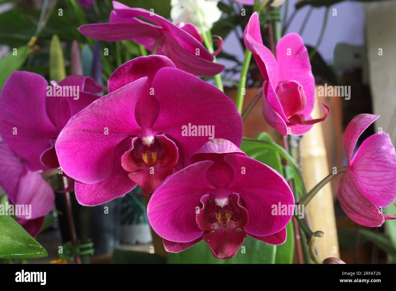 pink colored Doritaenopsis Orchid on nursery for sell are cash crops Stock Photo