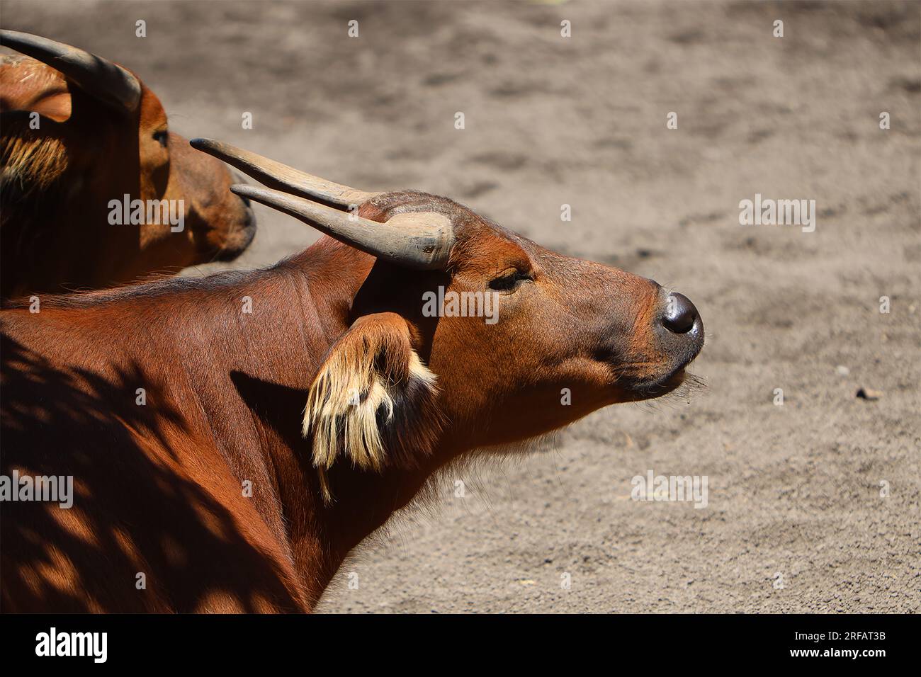 Animali Africani: Bufalo, Rinoceronte, Elefante, coccodrillo Stock Photo