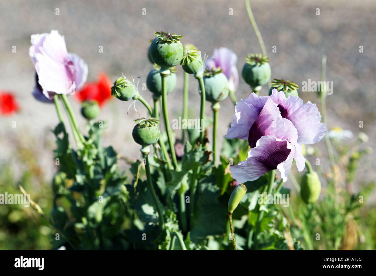 Wild poppies gently moving in the sea breeze near a beach on the east coast of Scotland Stock Photo