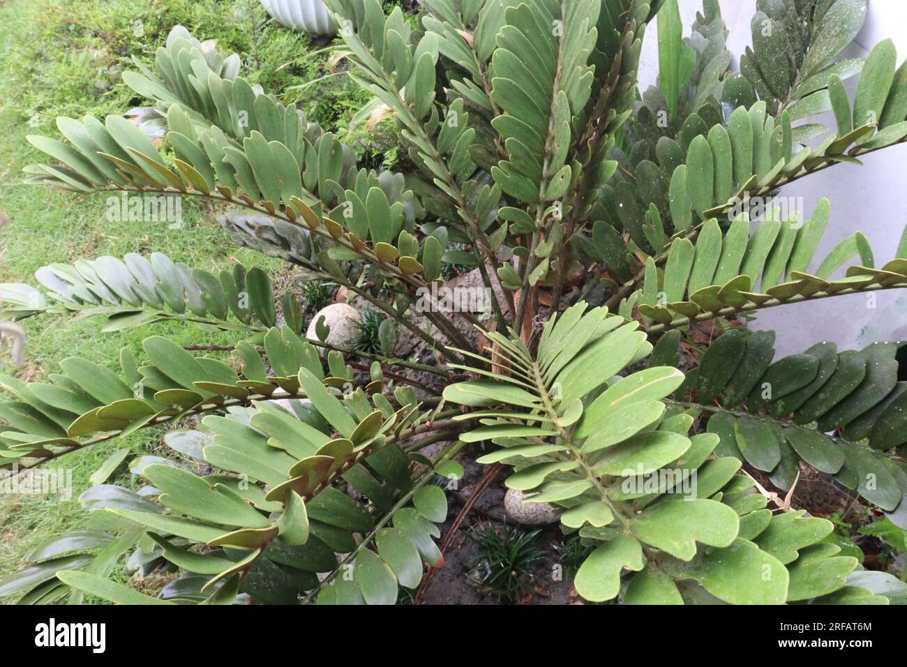 Zamia furfuracea tree plant on farm for harvest are cash crops Stock Photo