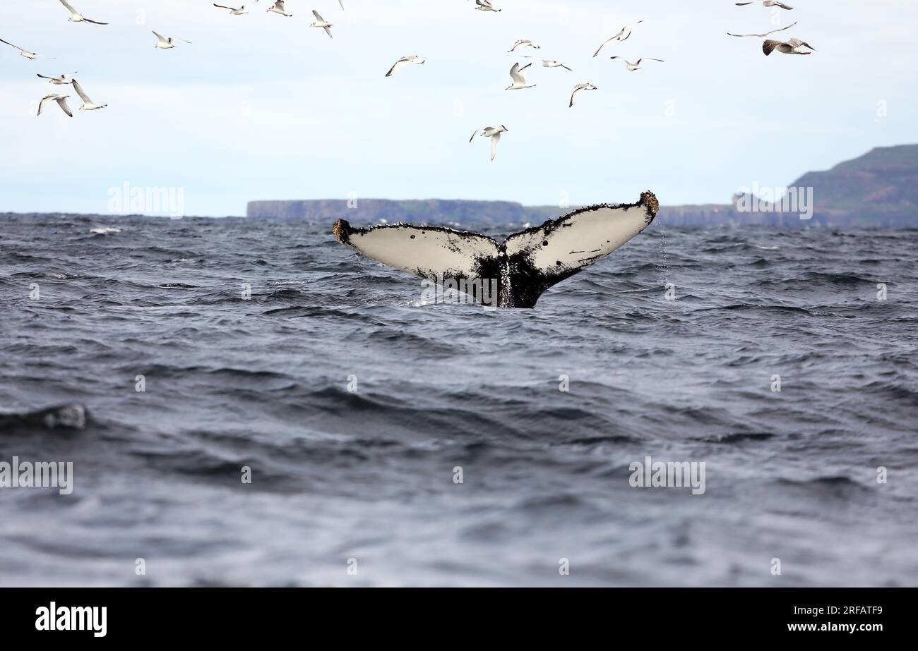 Tail of a Humpback Whale as it dives in the Atlantic Ocean off the coast of the Isles of Mull & Iona in the Inner Hebrides of Scotland Stock Photo