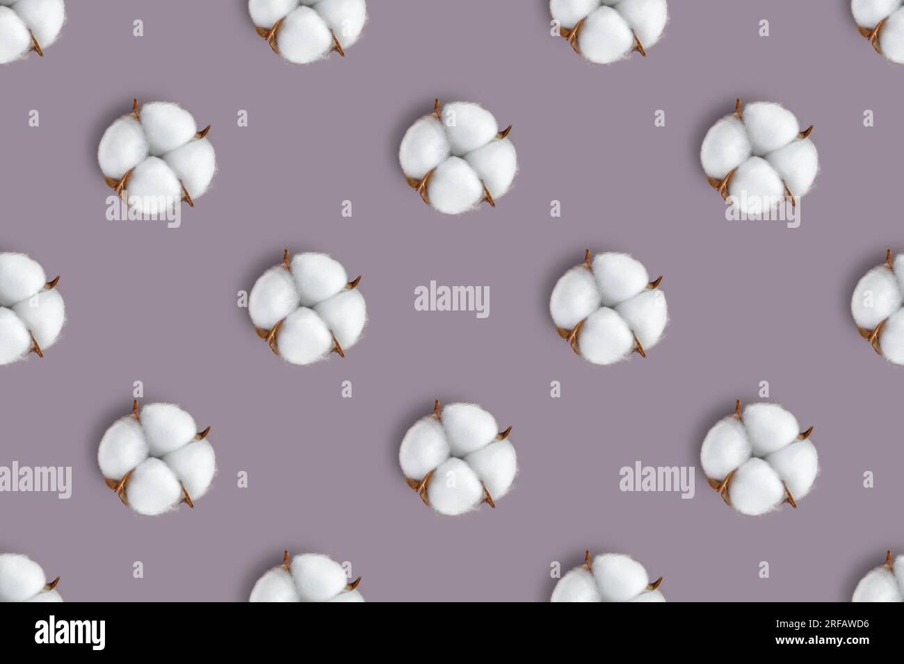 Cotton flower seamless pattern isolated on pale purple background. Top view, flat lay, wallpaper, backdrop Stock Photo