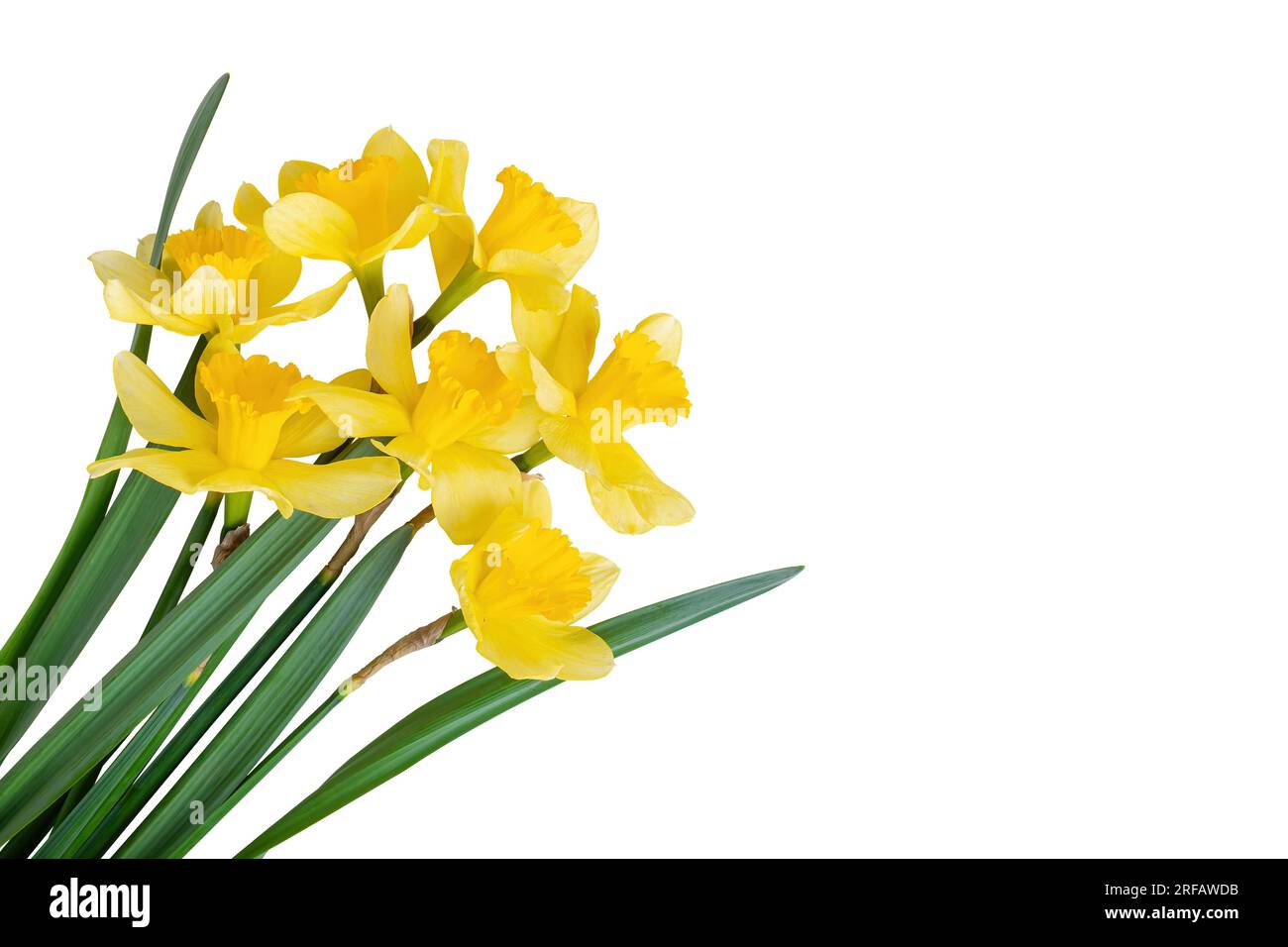 Beautiful bouquet of yellow daffodils or narcissus isolated on white background. Blooming spring flowers, Easter bells. Spring greeting card, invitati Stock Photo