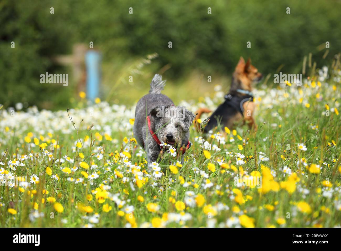 Picture of Dogs exploring wildflower meadow Stock Photo - Alamy