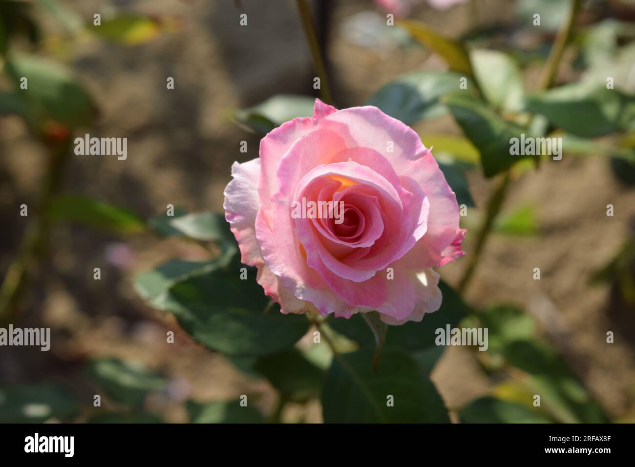 A Pink Rose Stock Photo - Alamy