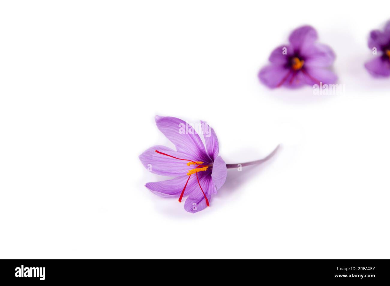 Saffron and purple Cut Out Stock Images & Pictures - Alamy