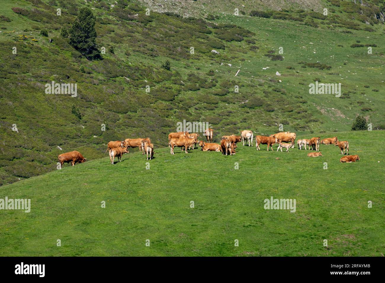 Cows grazing in the Spanish Pyrenees Stock Photo